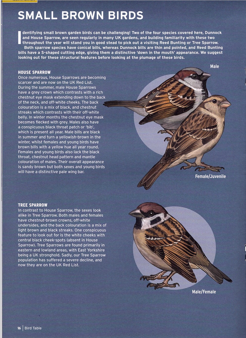 Small Brown Birds Explanation